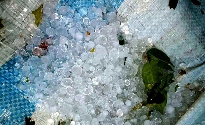 Mưa đá bất thường xảy ra ở Thu Lũm (huyện Mường Tè, tỉnh Lai Châu) sáng ngày 17/1. Ảnh: TL